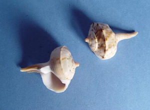 乳頭拳螺 乳頭拳螺