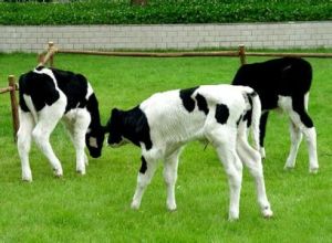 奶牛洗澡機 奶牛洗澡機