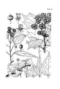 常春藤（變種）