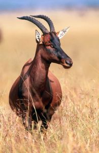 塔比羚羊 塔比羚羊