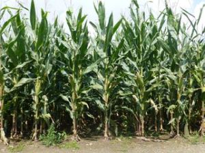 吉農大一一五 吉農大一一五