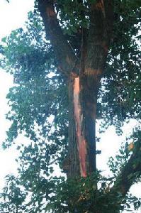 毛白楊的根癌病 毛白楊的根癌病