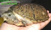 麝香龜
