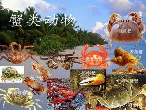 蟹類動物