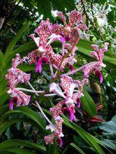 三色萬代蘭（原生種）