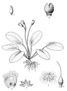 盾葉苣苔屬 盾葉苣苔屬
