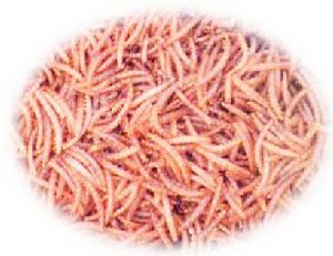 泌尿生殖道蠅蛆