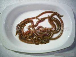 雙齒圍沙蠶 雙齒圍沙蠶