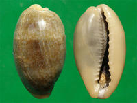 斑愛龍寶螺 斑愛龍寶螺