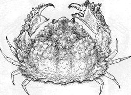 公雞饅頭蟹 公雞饅頭蟹