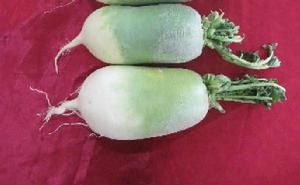 東灣綠蘿蔔 東灣綠蘿蔔