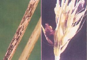 黑麥稈鏽病 黑麥稈鏽病