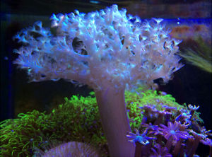 聖誕樹珊瑚