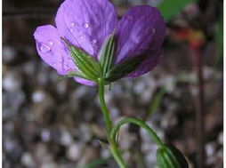 朝鮮老鸛草 朝鮮老鸛草