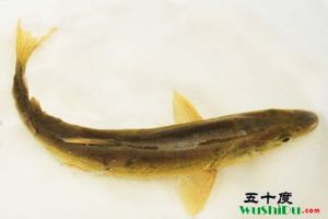 蘭格湖裸鯉 蘭格湖裸鯉