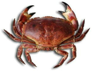 北黃道蟹 北黃道蟹