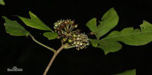 五加（原變種）