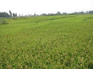 花園街村-水稻種植