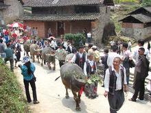 為耕牛戴上大紅花