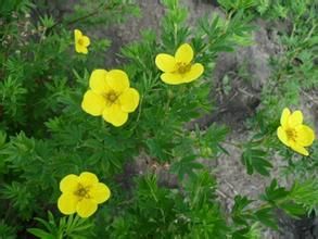 伏毛金露梅 伏毛金露梅