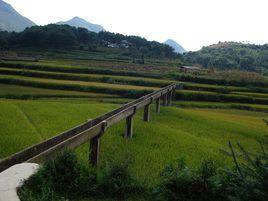 松樹腳自然村 松樹腳自然村