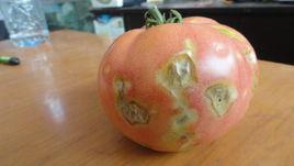 番茄炭疽病 番茄炭疽病