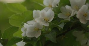 楸葉懸鉤子 楸葉懸鉤子