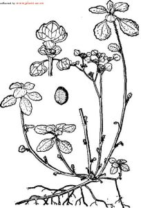 蛻葉金腰 蛻葉金腰