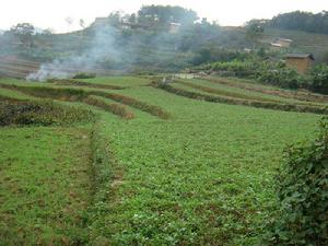 碳場自然村-旱地