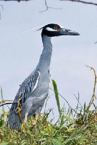 黃冠夜鷺 黃冠夜鷺