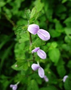 三花槍刀藥 三花槍刀藥