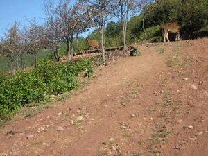 獨田村[雲南省楚雄州楚雄市大過口鄉獨田村]