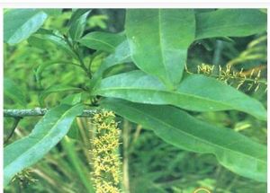 濃毛山龍眼(原變種) 濃毛山龍眼(原變種)