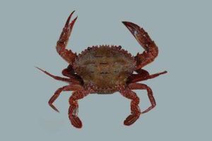 粗粒石扇蟹 粗粒石扇蟹