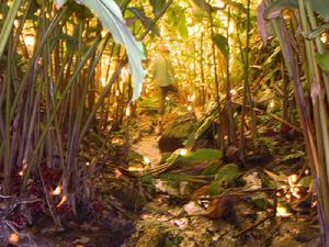 石洞朗尖自然村特色產業－草果<a name="ref_[9]"></a>