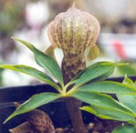 翼檐南星（原變種）