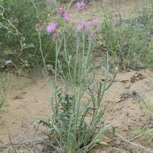絨毛苓菊 絨毛苓菊