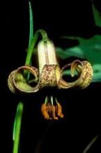 哈巴百合 哈巴百合