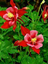 耬斗菜[耬斗菜]