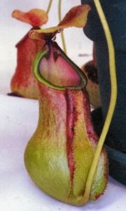 馬索亞拉半島豬籠草