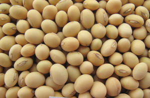 華夏5號 華夏5號