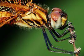 紫紅蜻蜓 紫紅蜻蜓