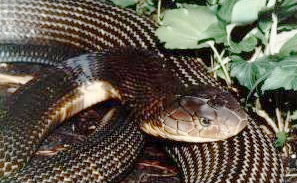 眼鏡王蛇──世界上最危險的蛇
