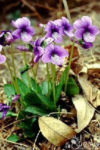 早開堇菜 早開堇菜