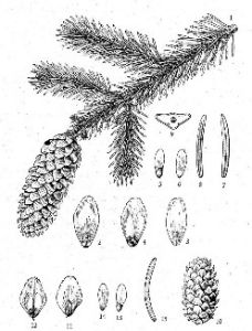 魚鱗雲杉（變種）