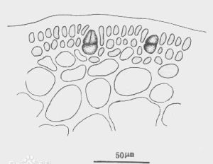 單瘤蘺生藻的四分孢子囊切面觀