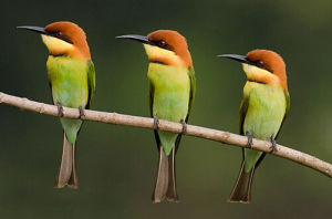 栗頭蜂虎 栗頭蜂虎