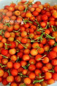 雲南櫻桃 雲南櫻桃