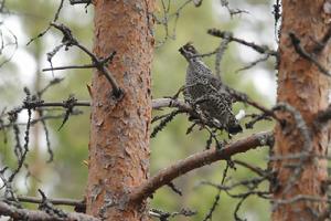 花尾榛雞歐洲亞種 花尾榛雞歐洲亞種