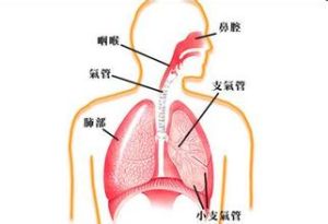肺循環